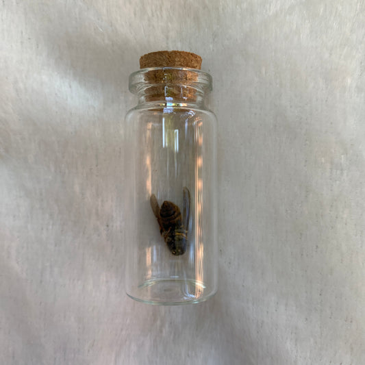 Bumblebee in a Jar