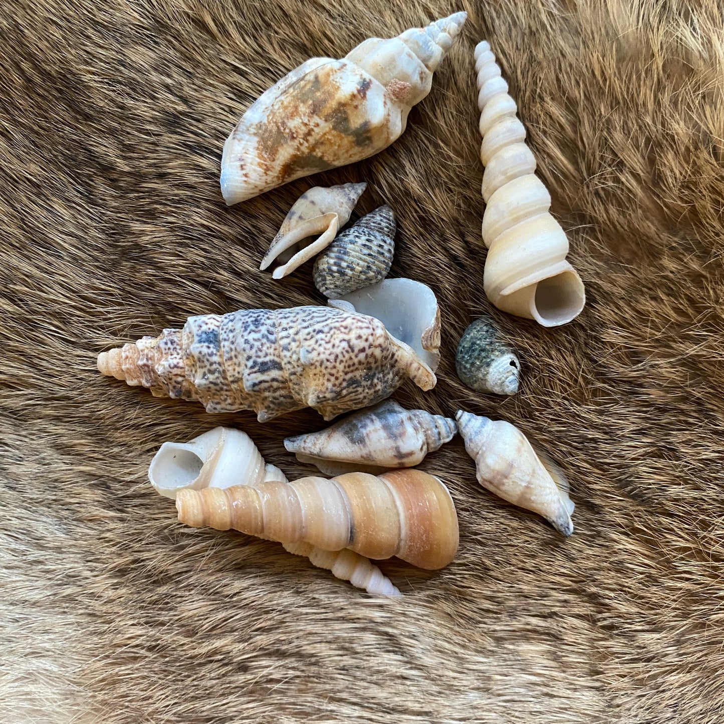 Foraged Seashells